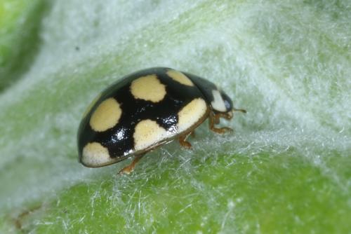Réf. 280 179 : Oenopia lyncea